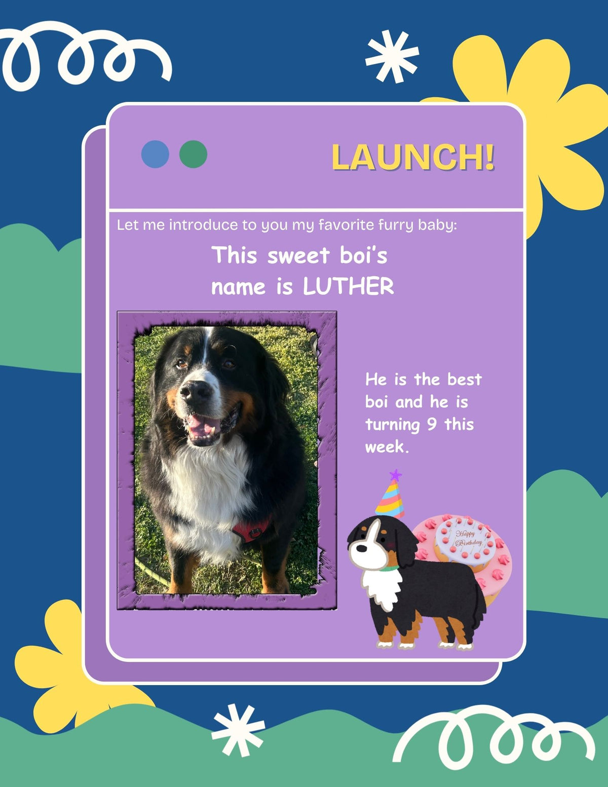 Luther, Bernese mountain dog desk buddy